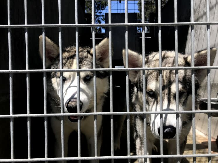 SOUTH LOS ANGELES, CA - JULY 16, 2022 - - A pair of dogs are available for adoption or foster care at the Chesterfield Square Animal Services Center in South Los Angeles on July 16 2022. A worker at the facility said that these dogs had to double-up in one pen due to lack of space at the facility. Two L.A. City Council members called for more resources for the city's struggling animal shelters about crowded kennels, shelter dogs that go for weeks without walks and staffing shortages. An emergency hearing at City Hall is scheduled for next Tuesday on the crowded state of the city's animal shelters. (Genaro Molina / Los Angeles Times)