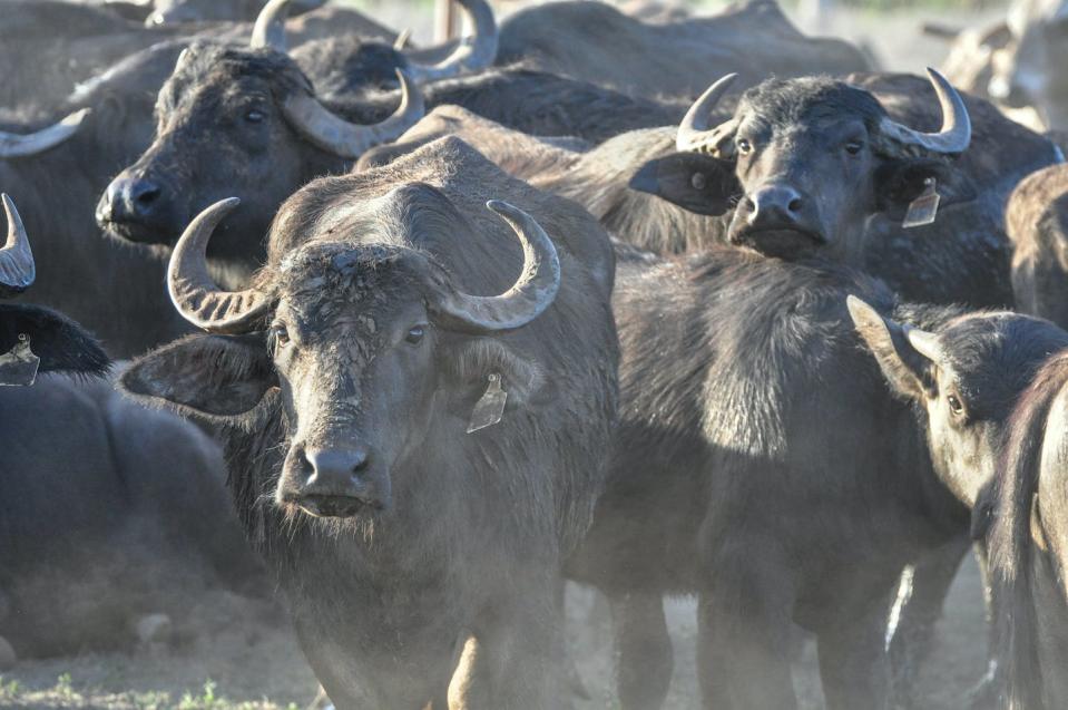 Buffalo populations have bounced back from earlier culling programs. Shutterstock