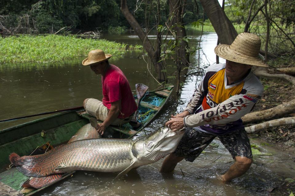 Villager Diomesio Coelho Antunes from the Rumao Island community drags from his canoe an arapaima or pirarucu, the largest freshwater fish species in South America