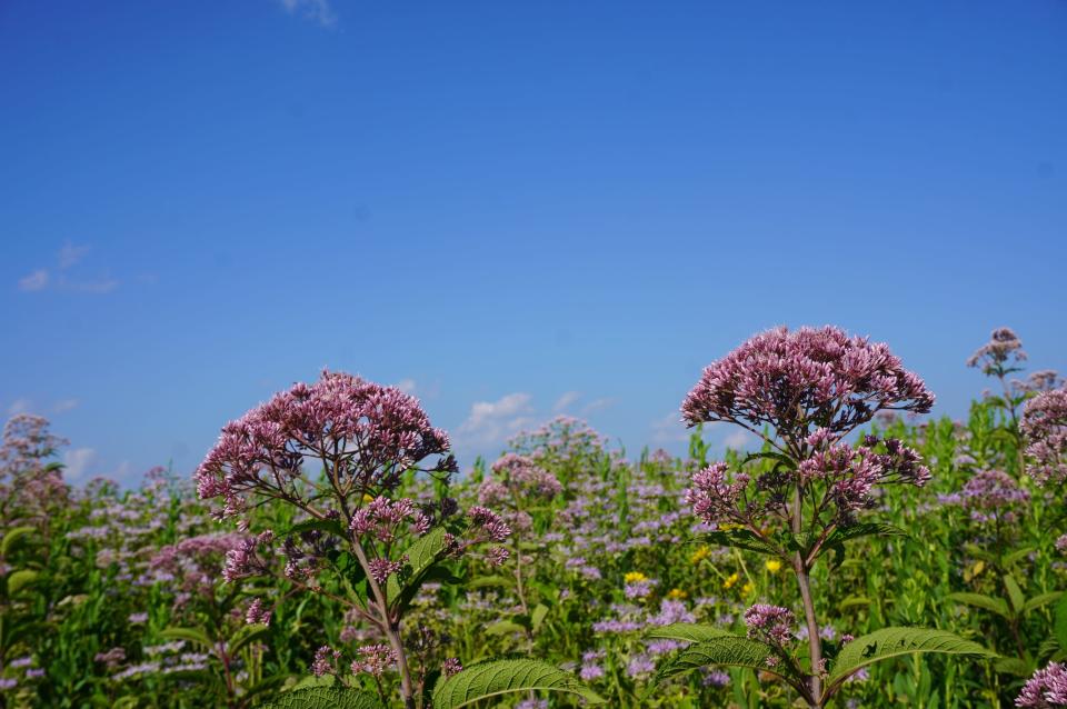 Joe-Pye weed blooms at Secrest Arboretum in Wooster.