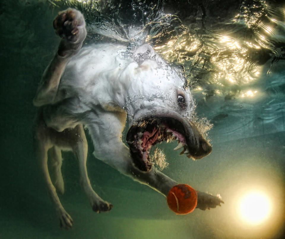 Underwater Dogs