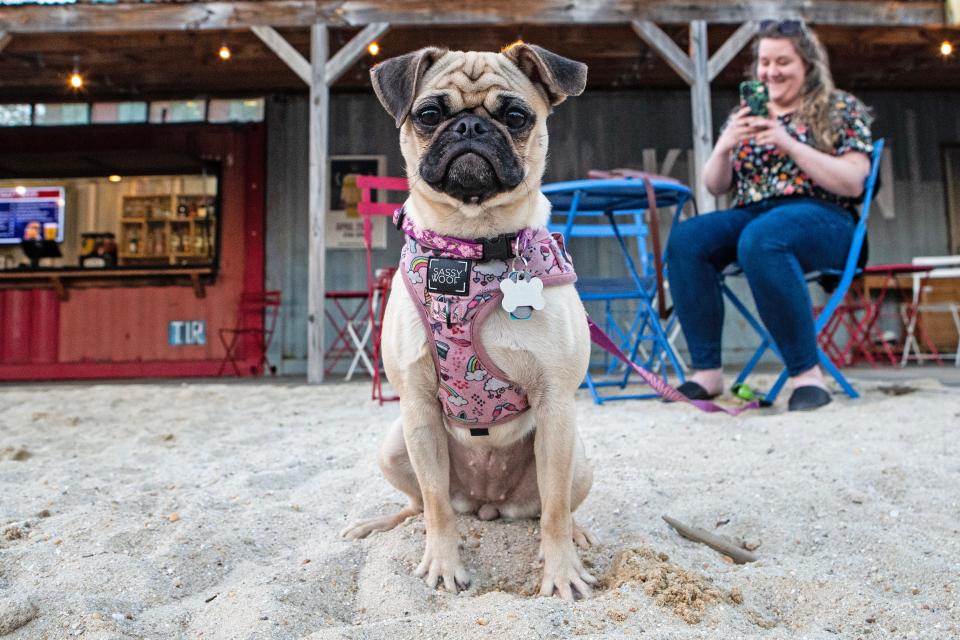 Brownie and her owner Annie Page enjoy the sand at happy hour on a warm day at Constitution Yards Beer Garden in Wilmington, Wednesday, April 12, 2023. In addition to beer, visitors can enjoy food and games, such as axe throwing and cornhole, and, at times, listen to live music. 