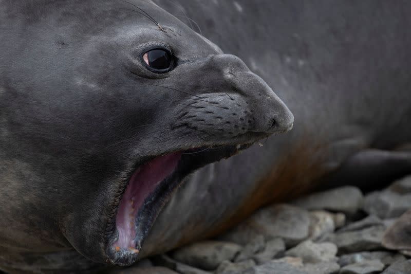 The Wider Image: On board the Antarctic expedition that reveals dramatic penguin decline