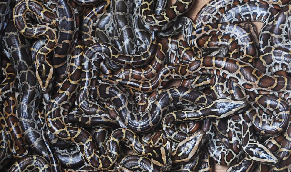 Young Burmese pythons seen at an enclosure in Alipore Zoological Garden, Kolkata (AFP via Getty Images)