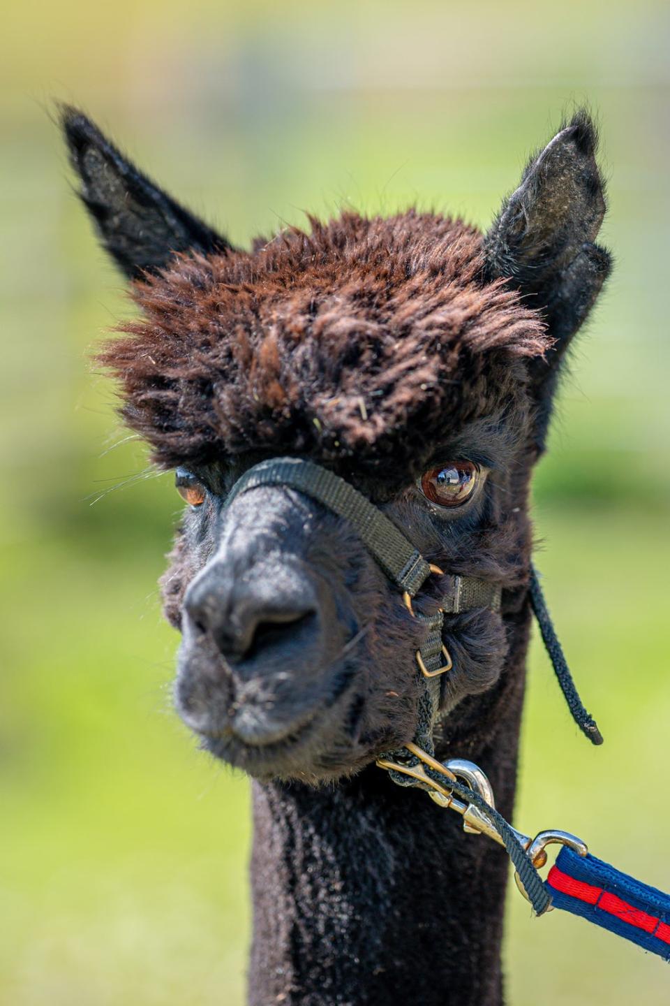 The alpaca is living in isolation at his owner’s farm in Wickwar, South Gloucestershire (Ben Birchall/PA) (PA Wire)