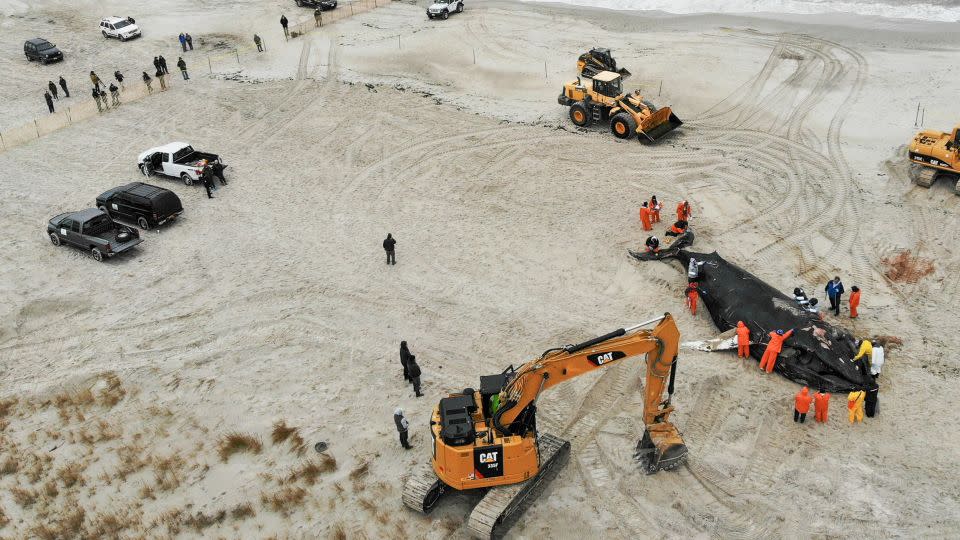 People work around the carcass of a dead whale in Lido Beach, New York, on January 31, 2023. - Seth Wenig/AP