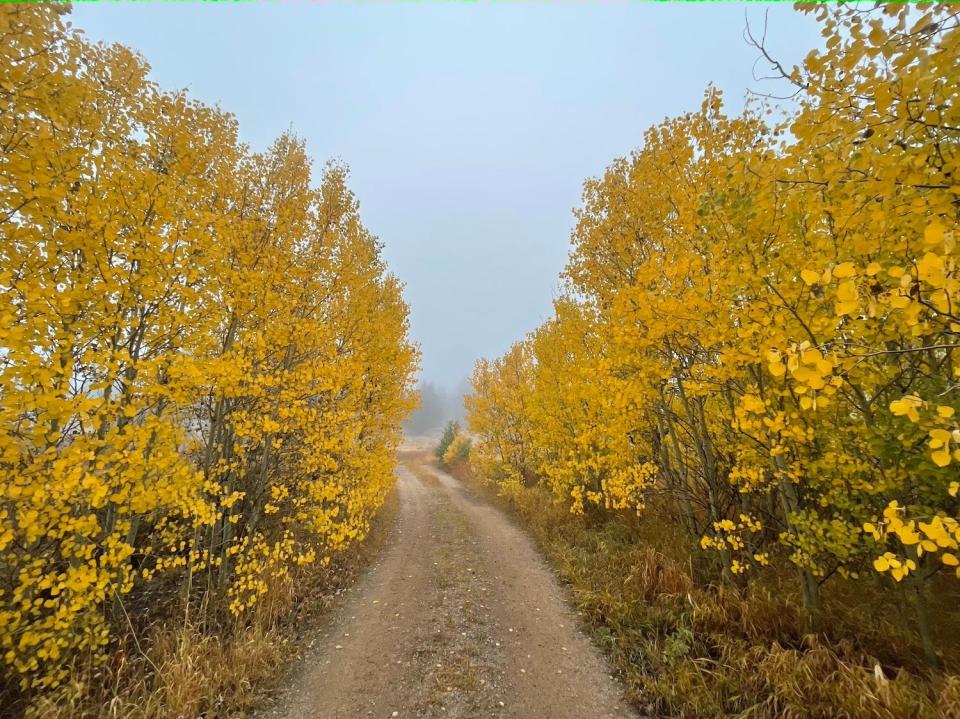 The Homestead Meadows trail outside of Estes Park, Colorado.