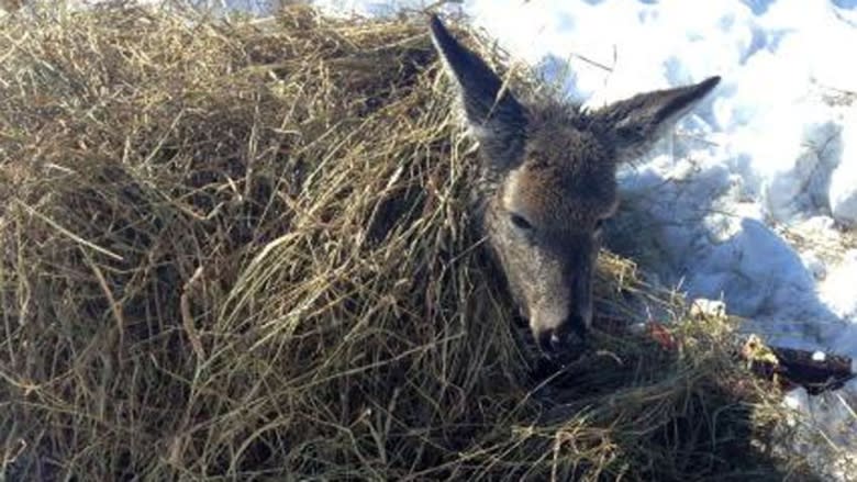 Deer rescued from deep snow in Pointe-Verte