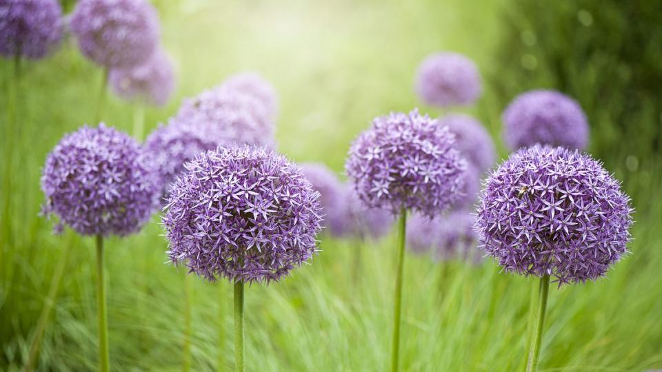 close up image of the summer flowering bulbous perennial purple allium flowers in hazy sunshine