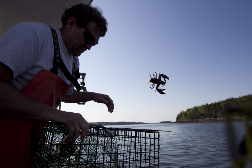 FILE - In this May 21, 2012, file photo, Scott Beede returns an undersized lobster while fishing in Mount Desert, Maine. The harvest of crustaceans in America's biggest lobstering state is usually in full swing by July, but fishermen say they aren't catching much so far this season. (AP Photo/Robert F. Bukaty, File)