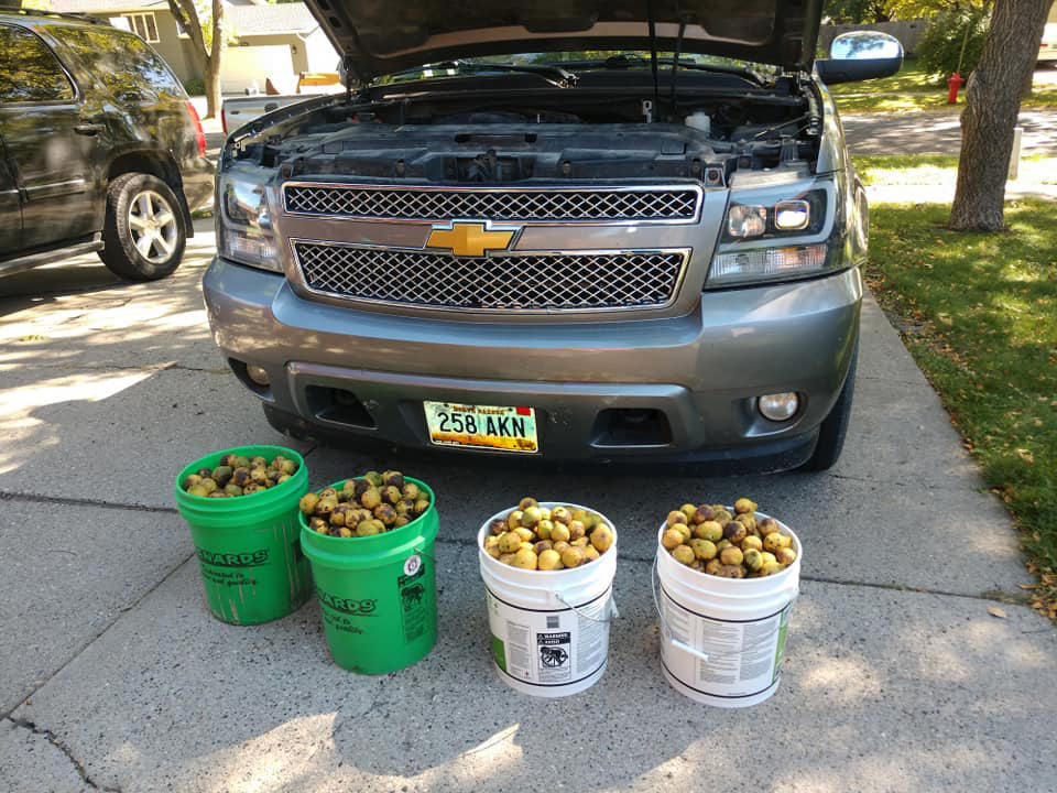 Bill manages to fill several buckets full with the nuts. Source: Newsflash/ Australscope