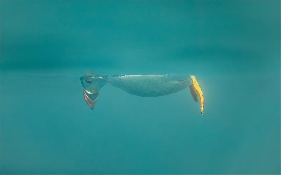 An underwater shot of a puffin looking down into the water, floating on its belly.