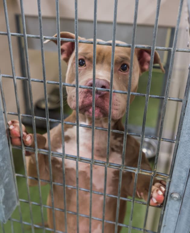 A pit bull terrier in seen in a cage at an animal shelter. In northern Michigan, more than 20 dogs have died in recent weeks from a mysterious illness that has been likened to the highly contagious canine parvovirus, officials said. (Photo: Heather Paul via Getty Images)