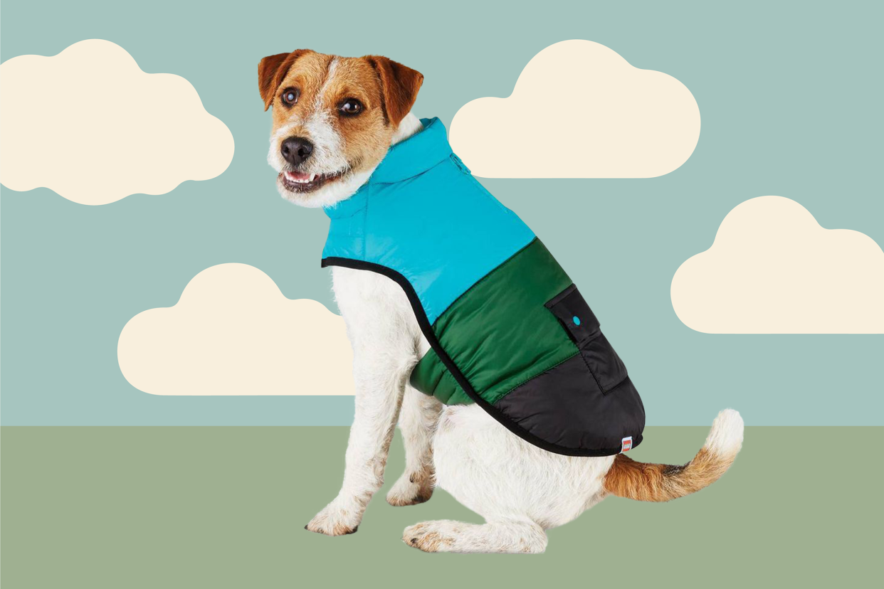 dog wearing a blue and green Target Lego dog vest