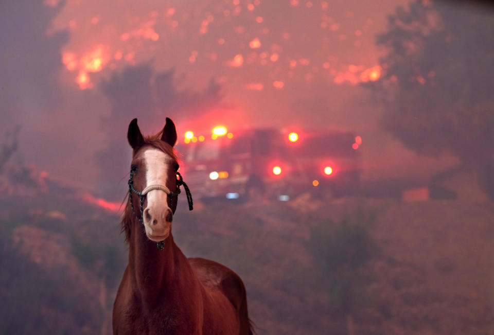 <p>Horses are spooked as the Woolsey Fire moves through the property on Cornell Road near Paramount Ranch on Nov. 9, 2018 in Agoura Hills, California. (Photo: Matthew Simmons/Getty Images) </p>