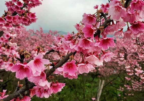 陽明山櫻花