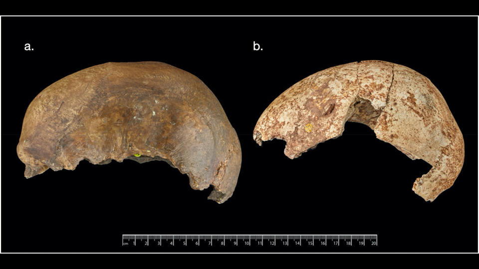 We see two human craniums that have been deliberately made into 