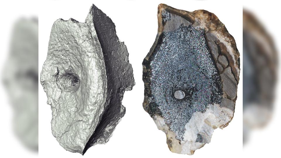 Two of the ichthyosaur vertebrae.