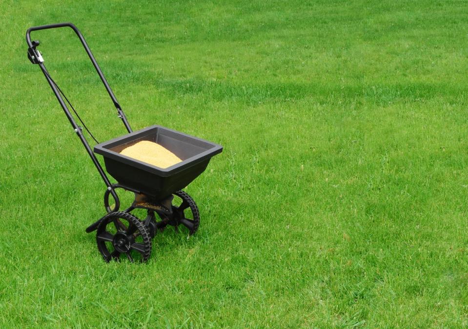 Grass seed inside a grass spreader, sitting on a very green lawn.