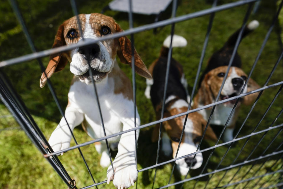 Beagles wait in a pen before competing in the146th Westminster Kennel Club Dog show, Monday, June 20, 2022, in Tarrytown, N.Y. (AP Photo/Mary Altaffer)