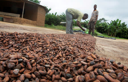 FILE PHOTO: Men dry cocoa beans in Kokoumbo, Ivory Coast, September 23, 2018. REUTERS/Thierry Gouegnon/File Photo
