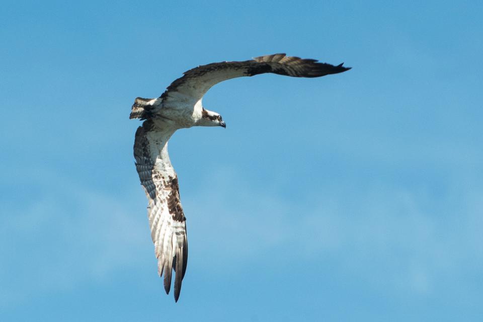 An Osprey soars above the Passaic River in Lyndhurst, NJ on Tuesday Aug. 16, 2022.