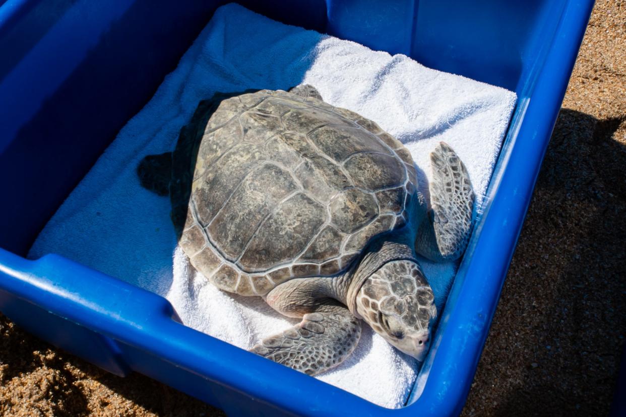 Sun-bathed turtle waits to be released back to the ocean.