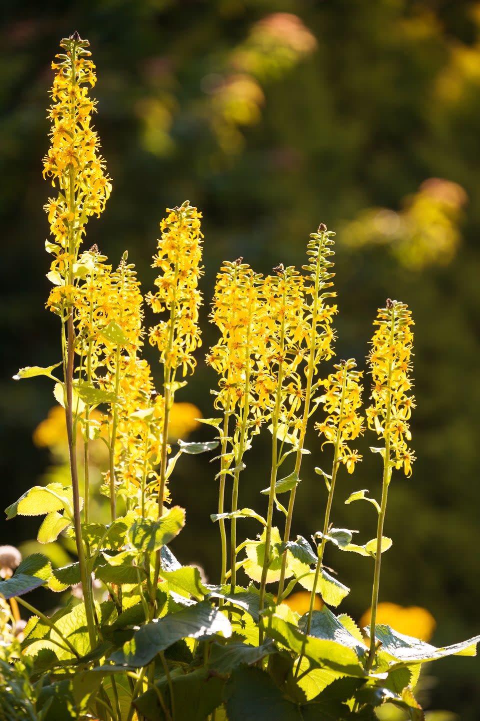 ligularia leopard plant