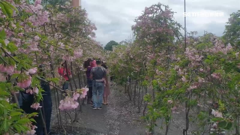 枝垂櫻園區以1800棵垂櫻形成的櫻花隧道聞名。