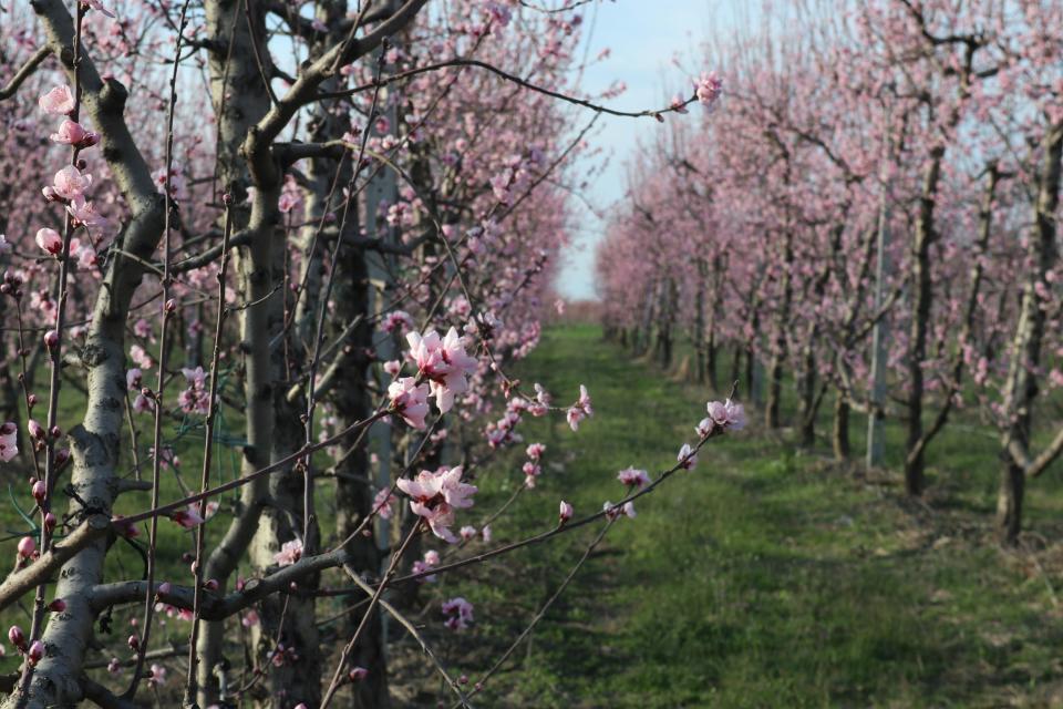 The system has been trialled in peach orchards in Spain (Kiriakos Verros/PA)