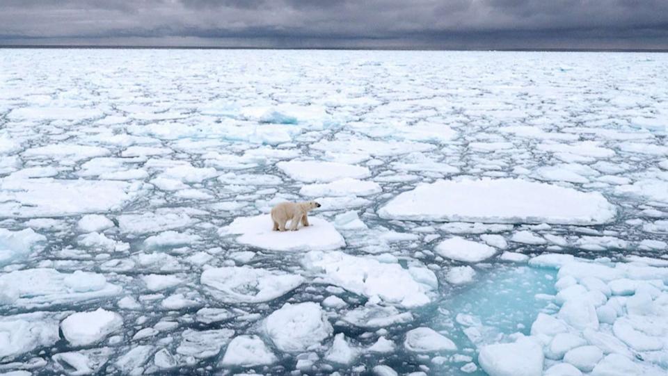 PHOTO: A polar bear stands on a piece of sea ice. (BJ Kirschhoffer/Polar Bears International)