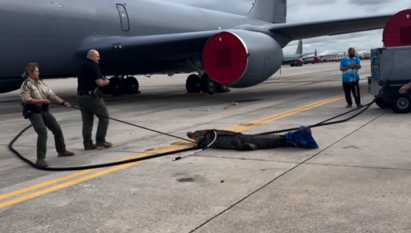 A large alligator walked onto the tarmac at MacDill Air Force Base south of Tampa, and parked itself until Florida Fish and Wildlife Commission arrived to remove it. Not without a fight though.