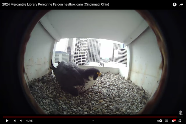 The Mercantile Library's 2024 nestbox camera films Juliet, a peregrine falcon, as she incubates her eggs. Faherty says you can differentiate Albert and Juliet because Juliet is larger.