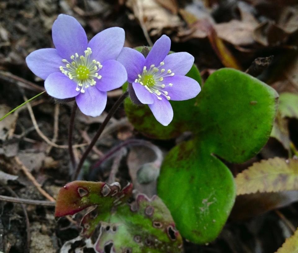 Round-lobed hepatica (<em>Hepatica americana</em>) is an early-blooming wildflower with blue, white or pink flowers, most often found in shaded woodlands. <a href="https://plants.ces.ncsu.edu/plants/hepatica-americana/" rel="nofollow noopener" target="_blank" data-ylk="slk:Frtiz Flohr Reynolds/NC State Extension;elm:context_link;itc:0;sec:content-canvas" class="link ">Frtiz Flohr Reynolds/NC State Extension</a>, <a href="http://creativecommons.org/licenses/by-sa/4.0/" rel="nofollow noopener" target="_blank" data-ylk="slk:CC BY-SA;elm:context_link;itc:0;sec:content-canvas" class="link ">CC BY-SA</a>