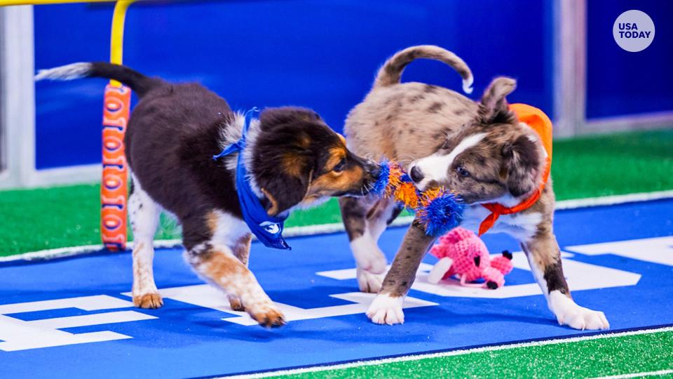 Puppy Bowl XIX features adorable pups with Tom Brady and NFL-inspired names.