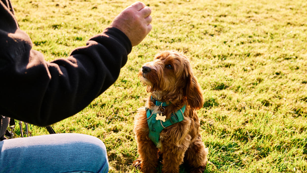  Dog sits still for owner for a treat 