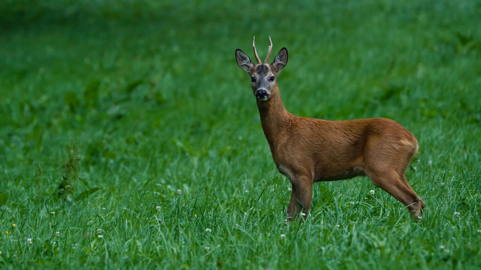 Photo of a deer in a field