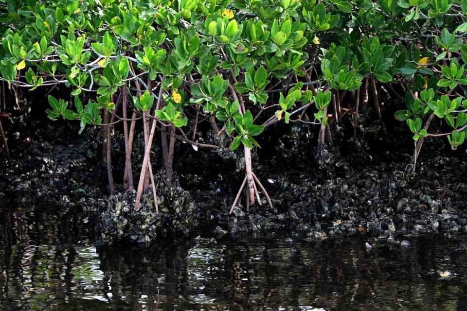 Oysters can be found in the roots of mangroves in patches all along the river. Damon Moore, founder and executive director of the Oyster River Ecology nonprofit, is working with Manatee County Government officials to restore shellfish and improve water quality in the Manatee River.