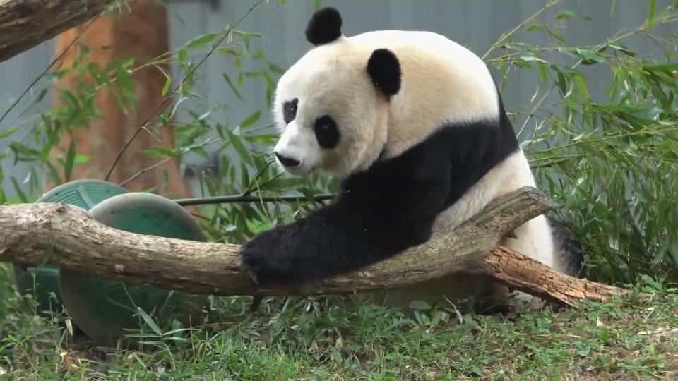 圖／華府國家動物園提供