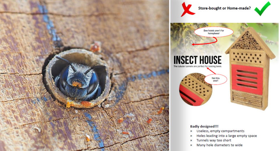 Left - close up of a native bee. Right - design specs for bee housing.