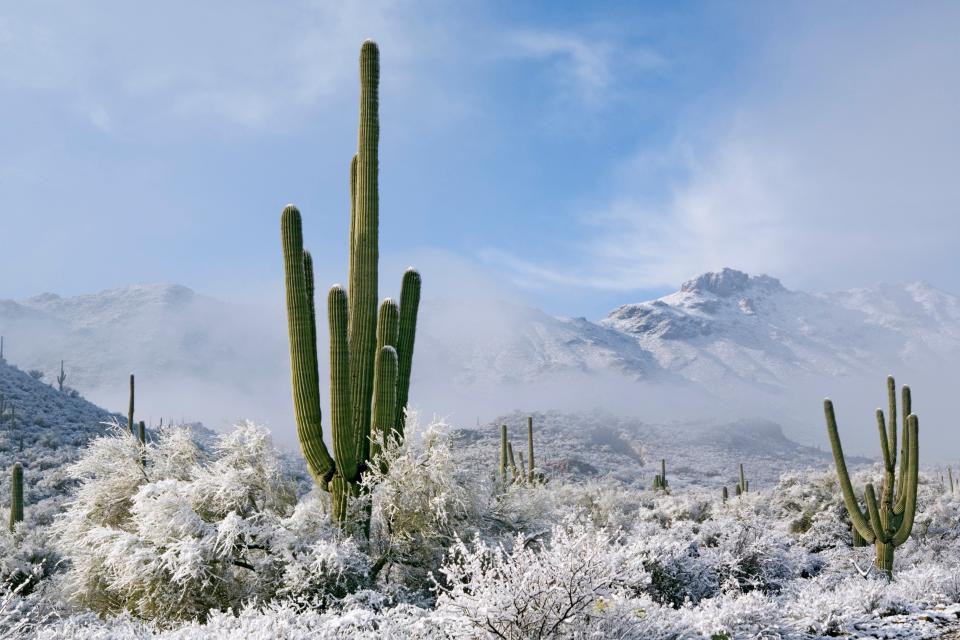 Winter snow and low-lying clouds grace the Sonoran Desert with unexpected beauty, Carnegiea gigantea or Cereus giganteus, Saguaro cactus in foreground, Tucson Mountains, Tucson, Arizona.