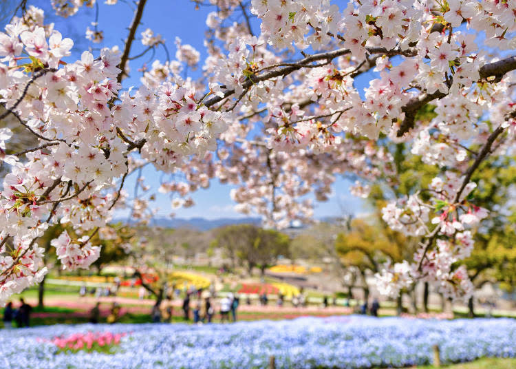 The spacious park is beautifully colored with seasonal flowers