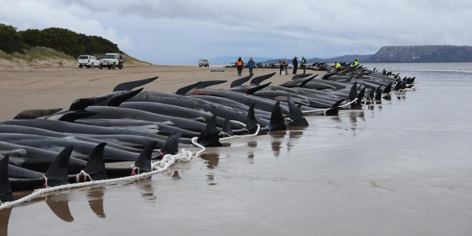 Tasmania state wildlife services personnel check the carcasses of pilot whales after they were found beached the previous day on Macquarie Heads on the west coast of Tasmania, on September 23, 2022.