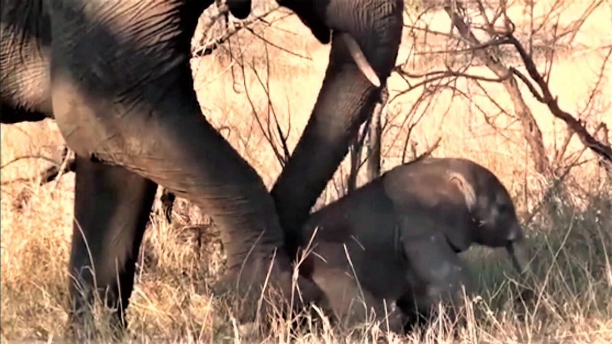 Quand un bébé éléphant apprend à se servir de sa trompe