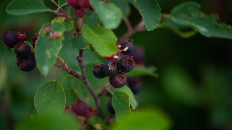 Juneberries on branch