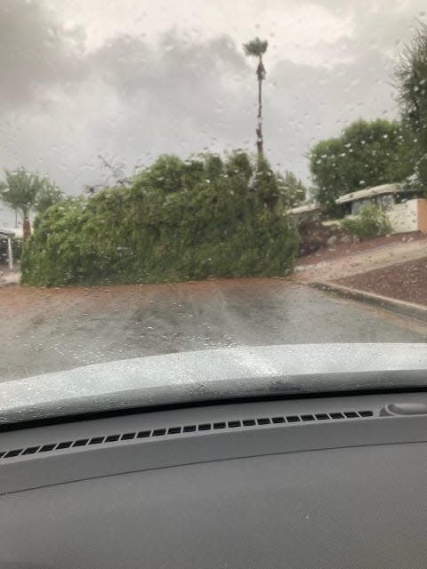 A downed tree that fell during Tropical Storm Hilary blocks traffic on Frontage Road off Highway 74 just south of Highway 111 on Sunday, Aug. 20, 2023.