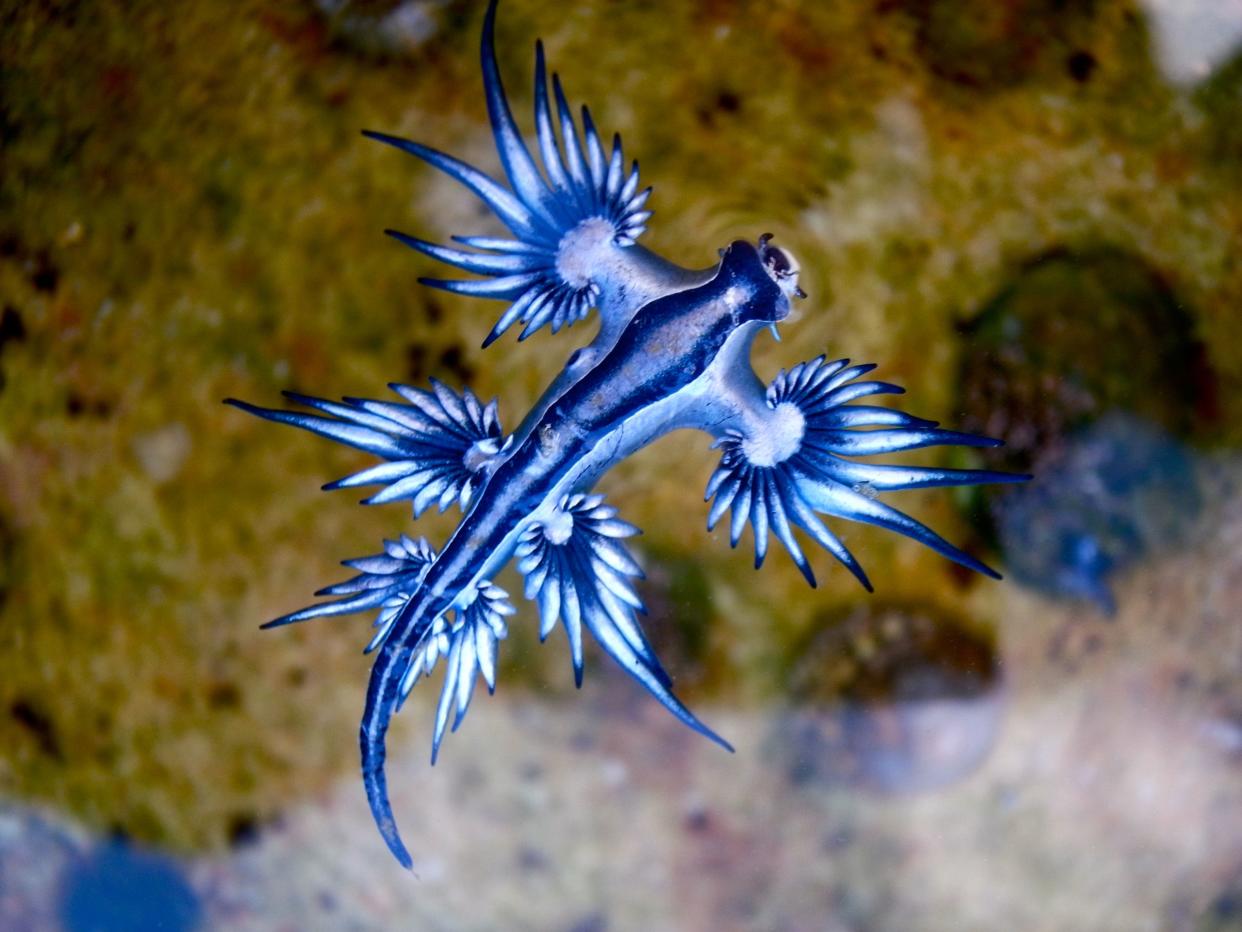 Also known as Sea Swallow, Blue Glaucus, Blue Sea Slug, Blue Ocean Slug and Lizard Nudibranch. Washed ashore at Bronte Beach, Sydney, NSW. Diet: Bluebottle (physalia physalis) Speciality: Stores stinging nematocysts from the bluebottle within its own tiss