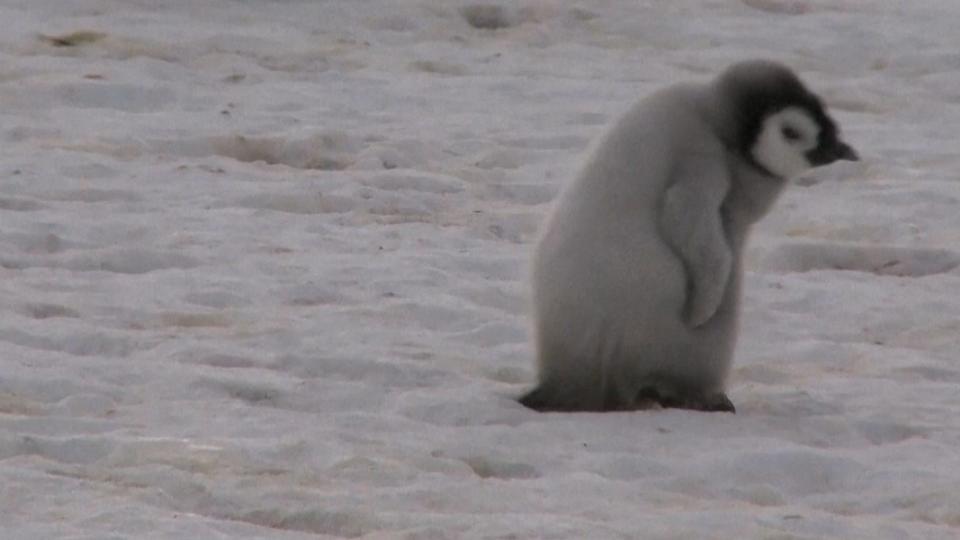 Emperor penguins in Antarctica are at risk of "quasi-extinction" due to melting ice.