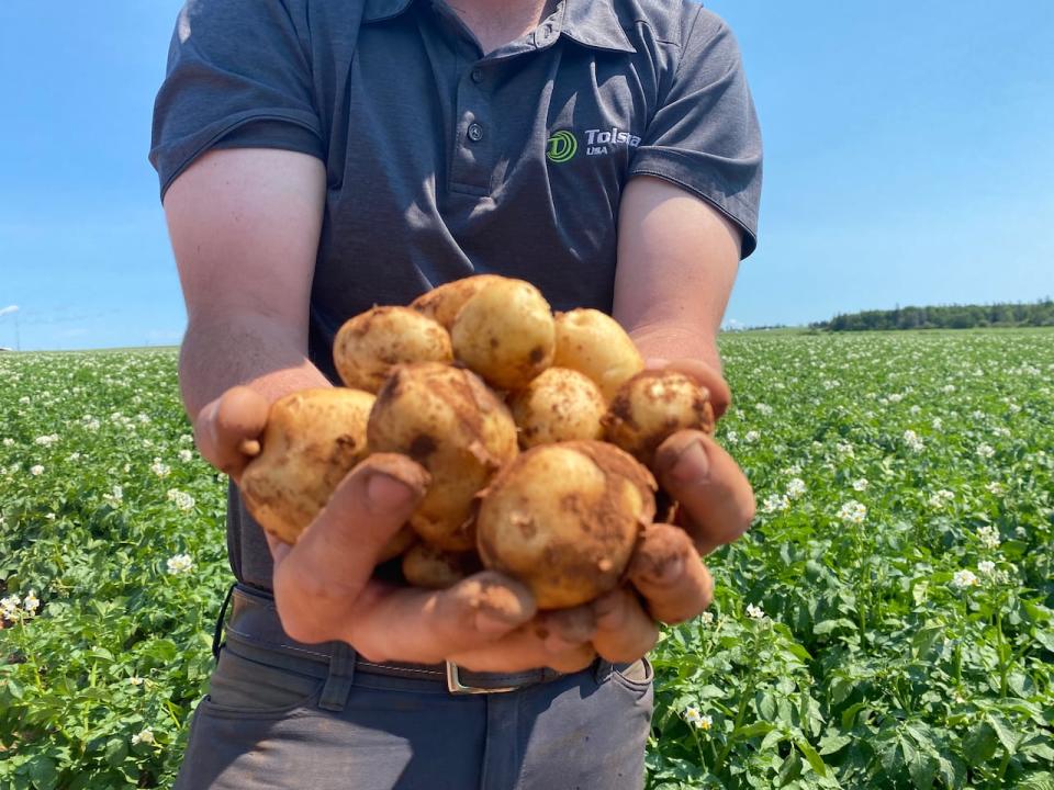 Manitoba is also growing their potato production, but some farmers say it's needed with current demand for French fries. (Cody Mackay/CBC - image credit)