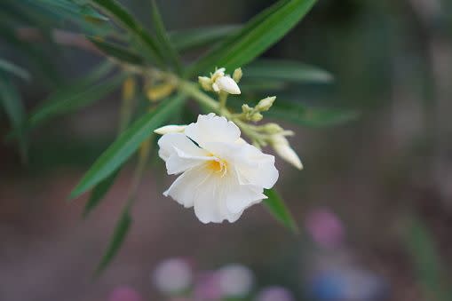 white flowers white flower names